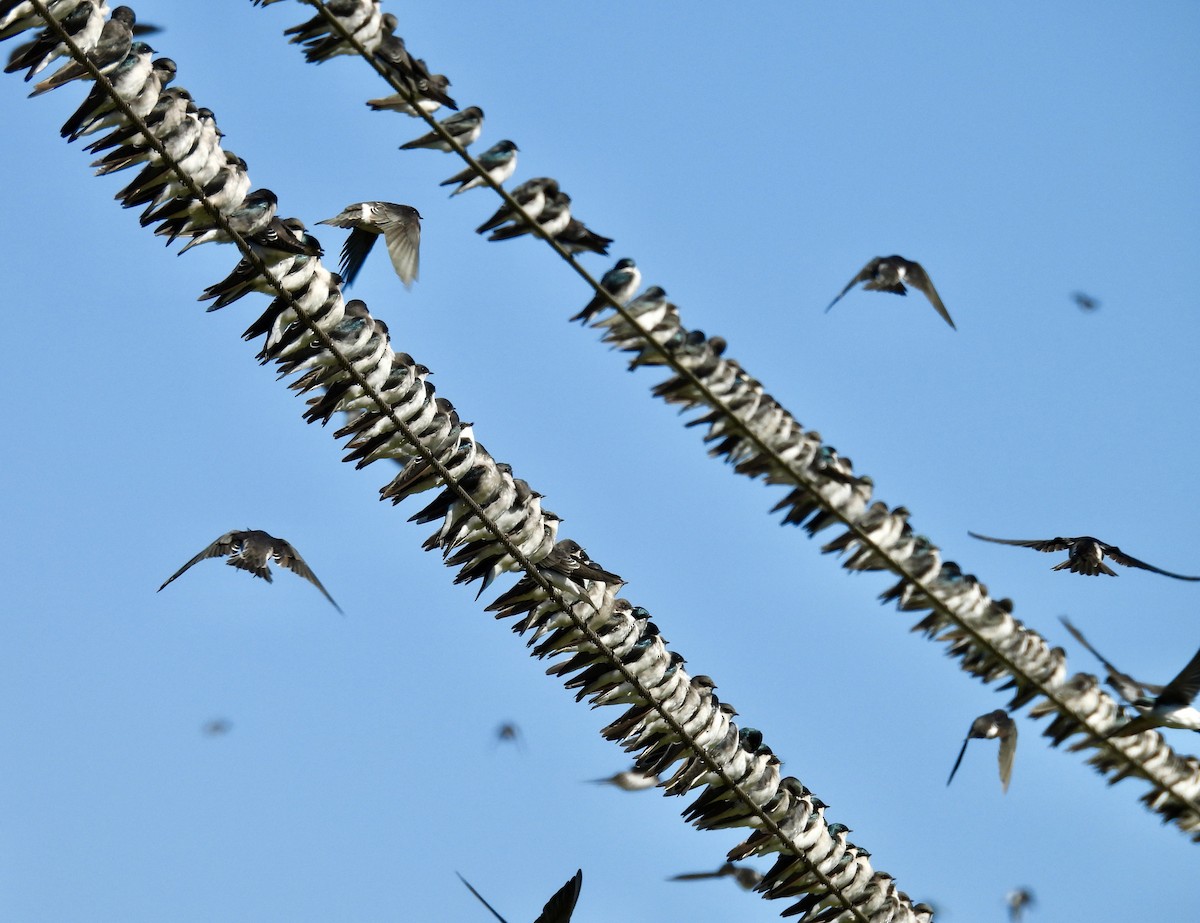 Tree Swallow - ML624703516