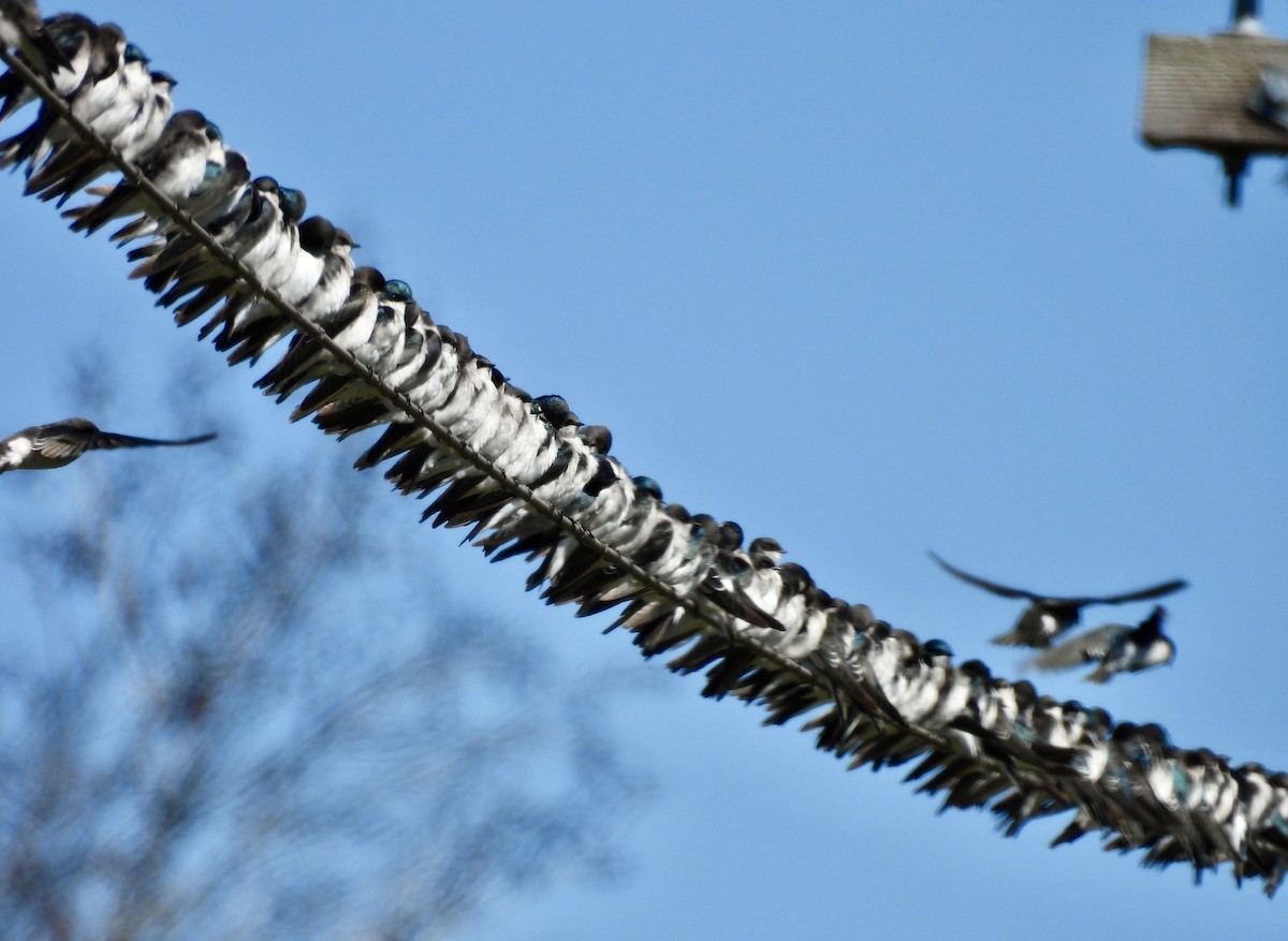 Tree Swallow - ML624703518