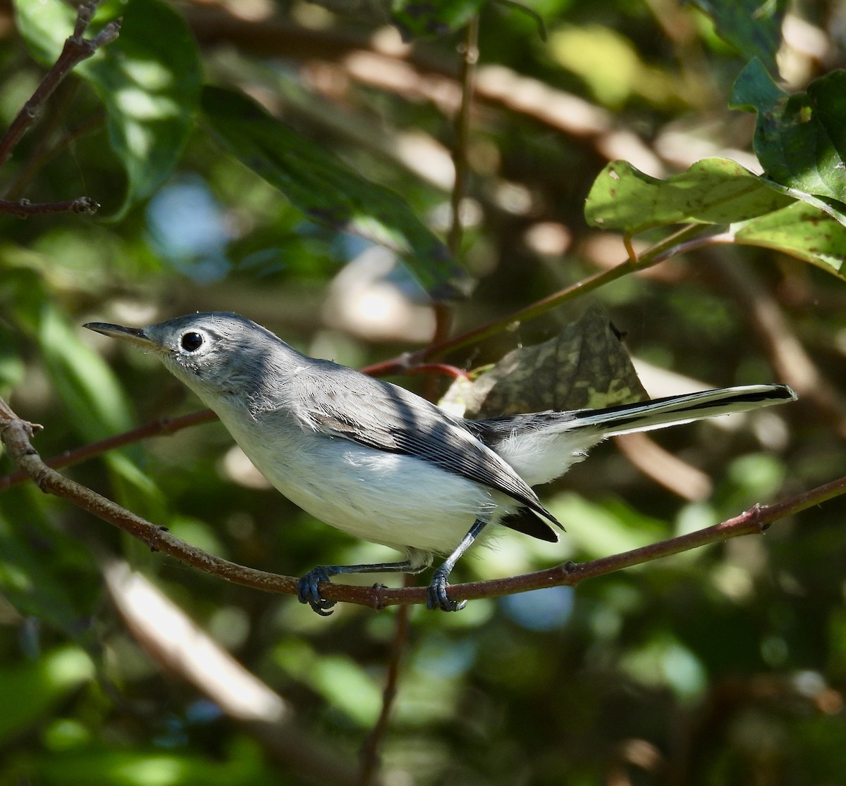 Blue-gray Gnatcatcher - ML624703532