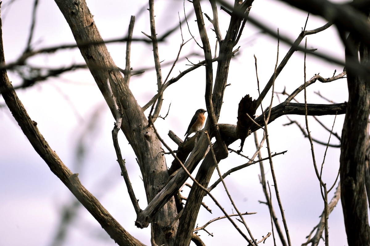 Eastern Bluebird - ML624703543
