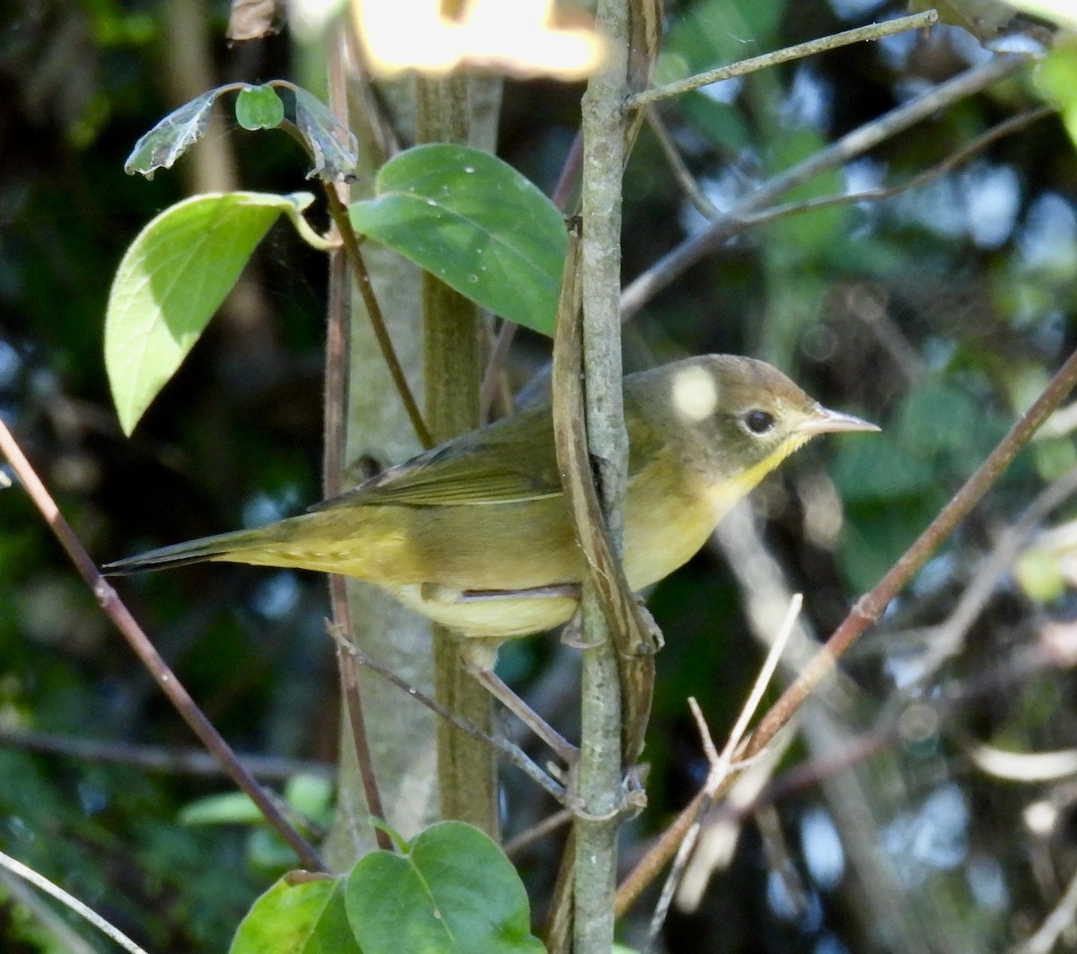 Common Yellowthroat - ML624703548