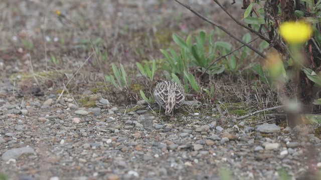 Chestnut-collared Longspur - ML624703558