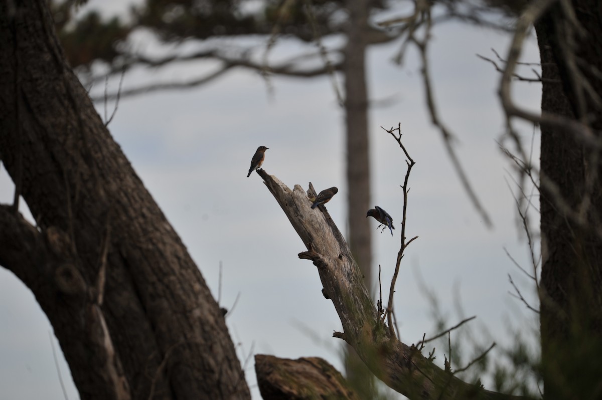 Eastern Bluebird - ML624703580