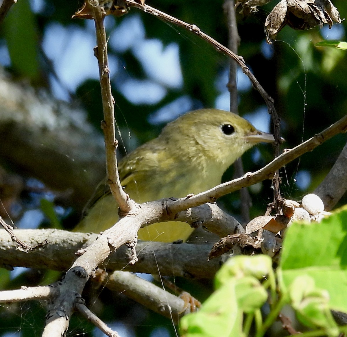 Yellow Warbler - ML624703620