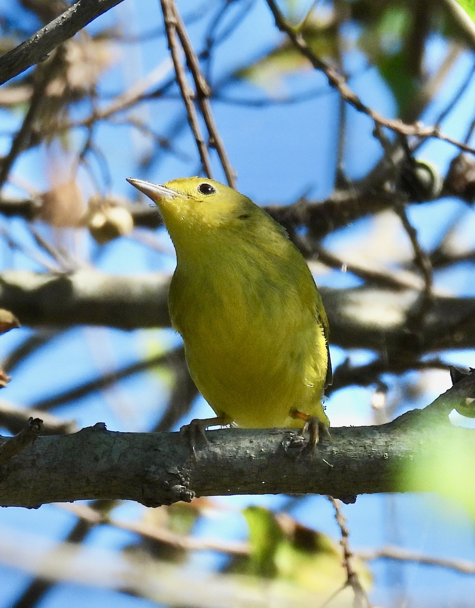 Yellow Warbler - ML624703621