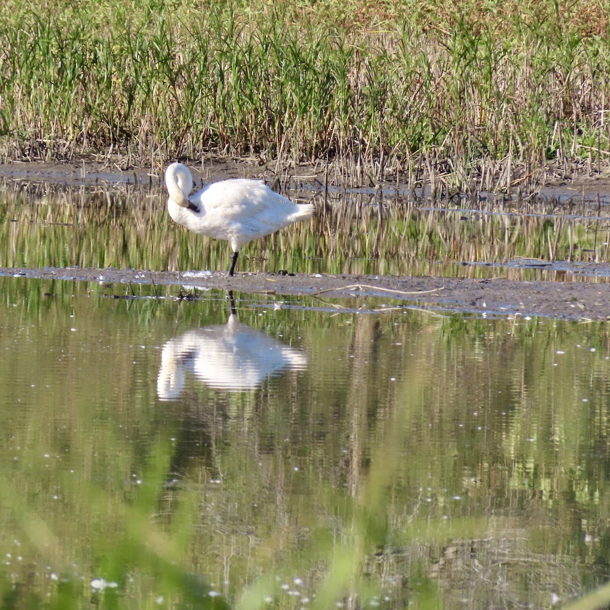 Trumpeter Swan - ML624703672