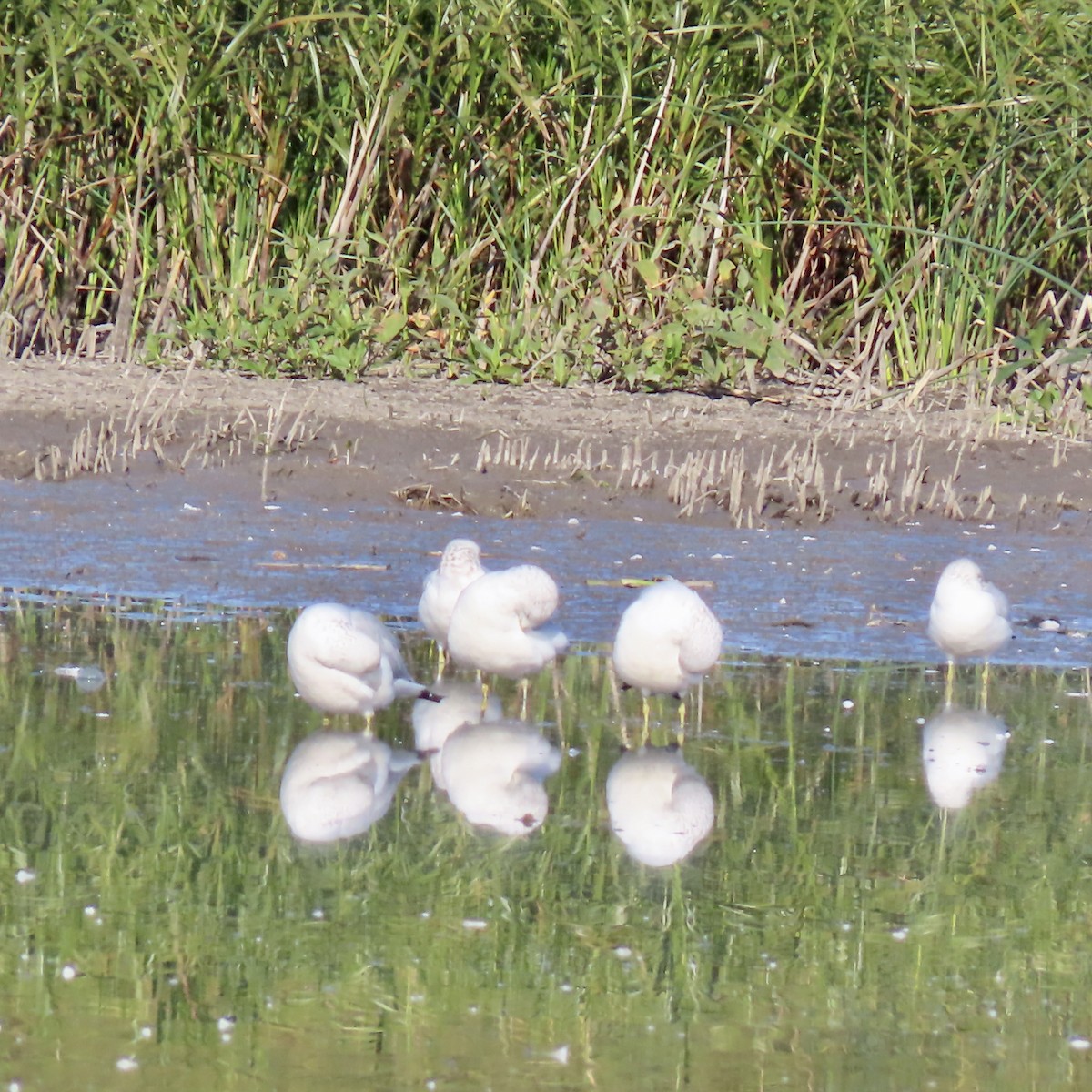 Ring-billed Gull - ML624703700