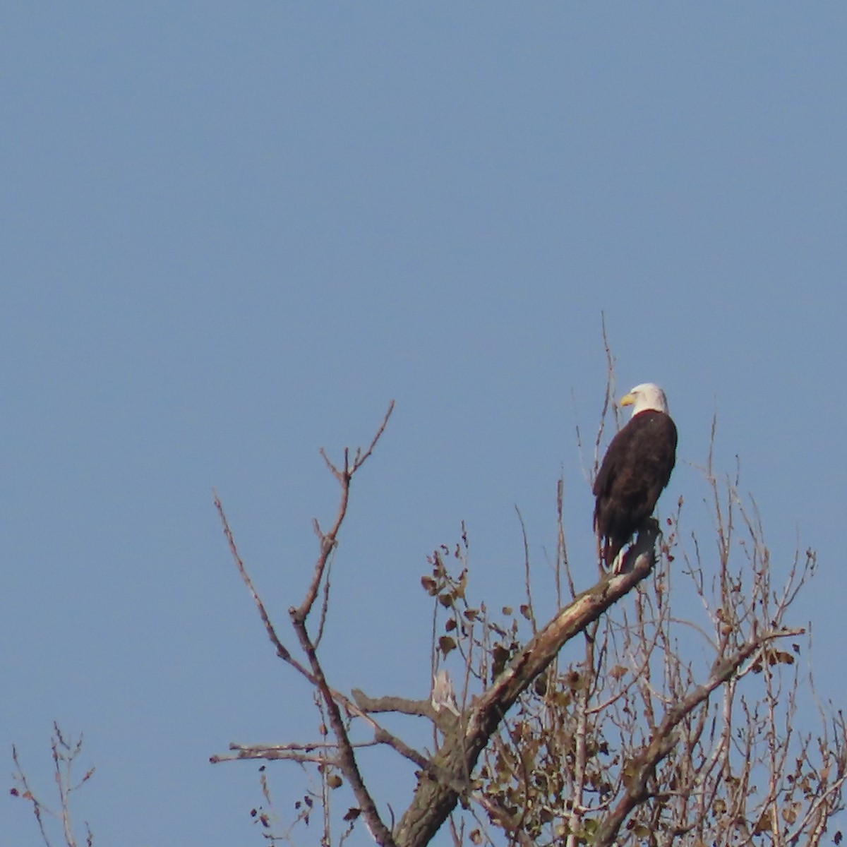 Bald Eagle - ML624703724