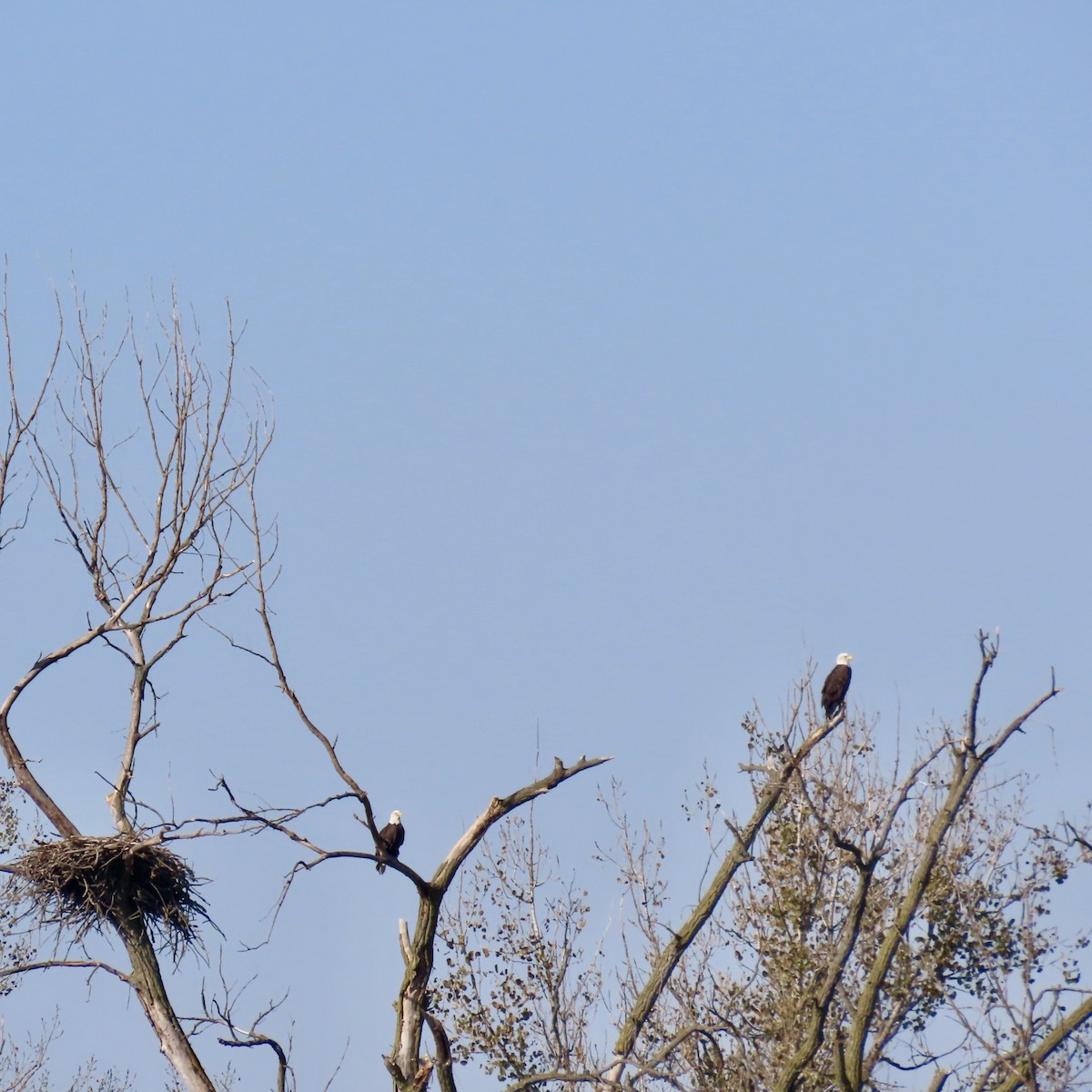 Bald Eagle - ML624703725