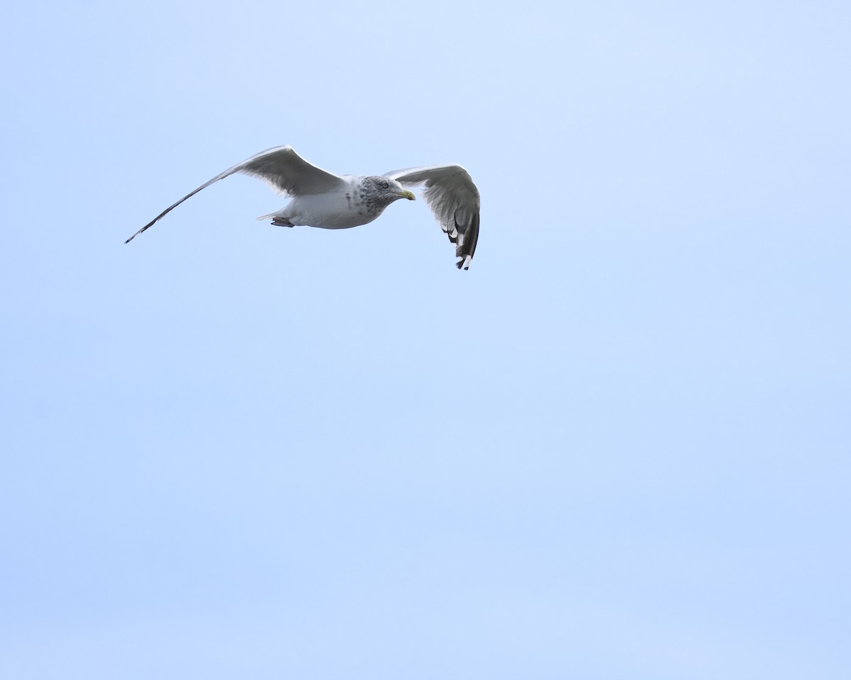 American Herring Gull - ML624703747