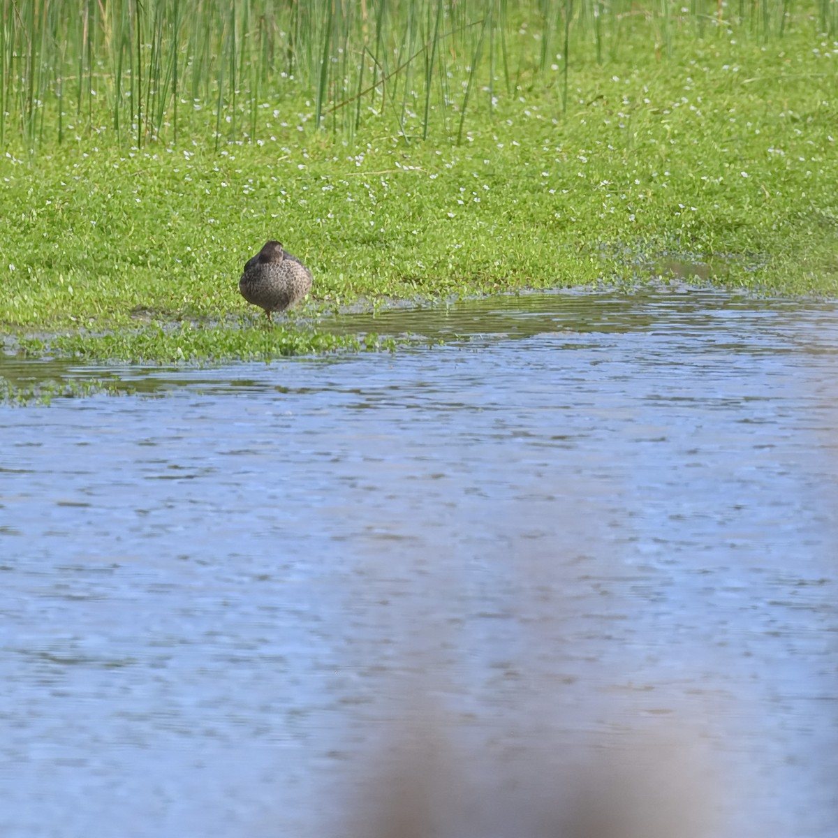 duck sp. - Laura  Wolf