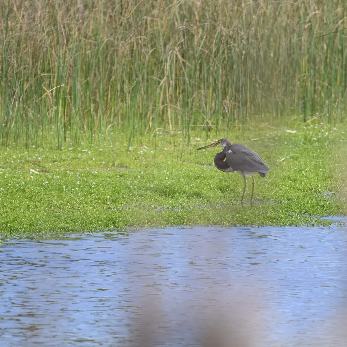 Tricolored Heron - ML624703827