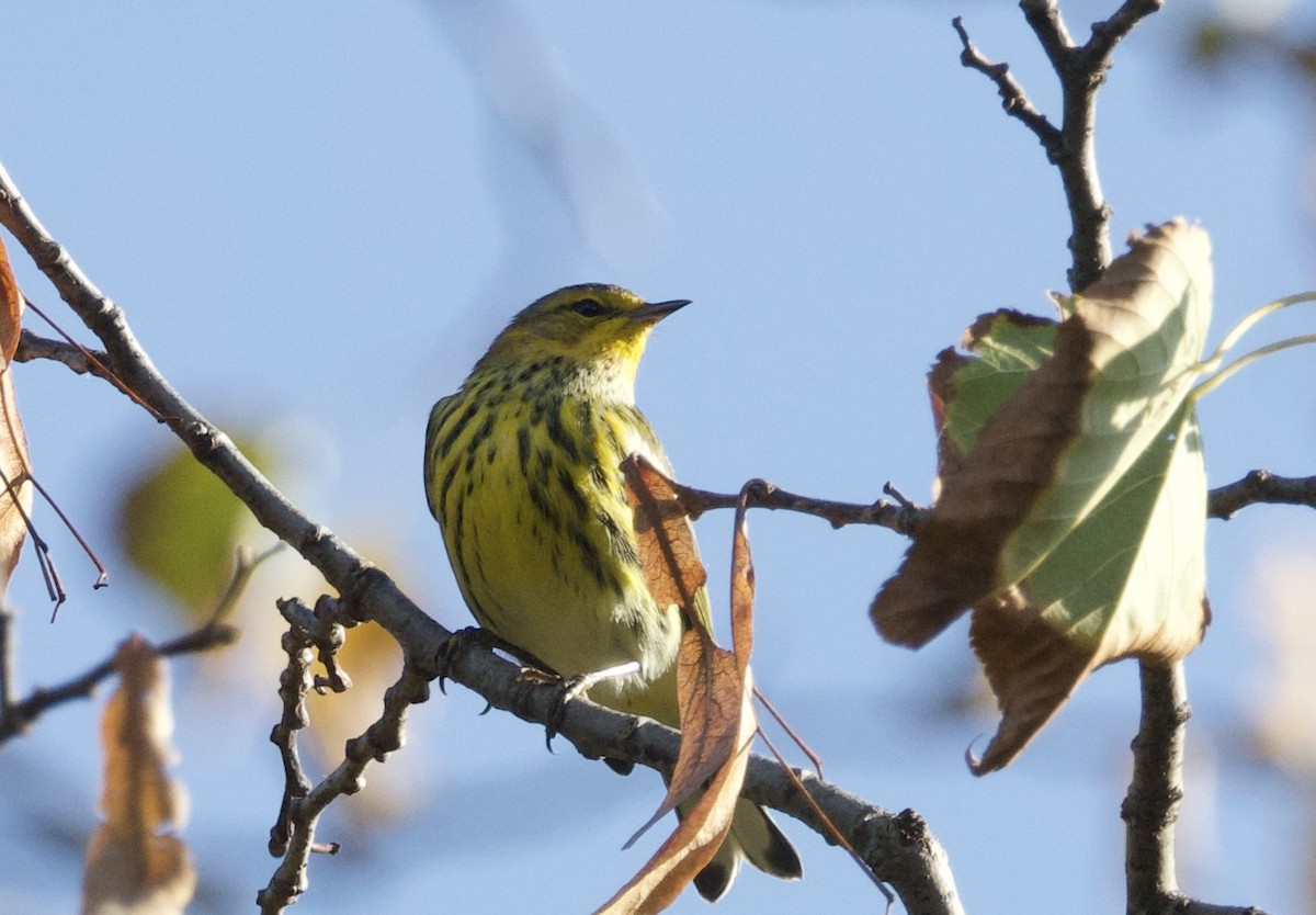 Cape May Warbler - ML624704175