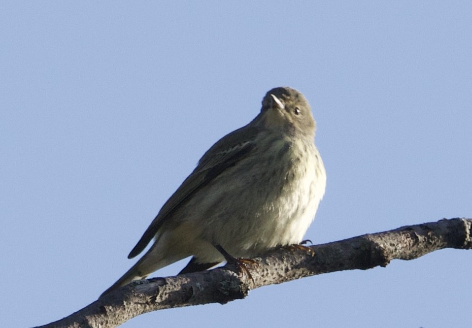 Cape May Warbler - ML624704176