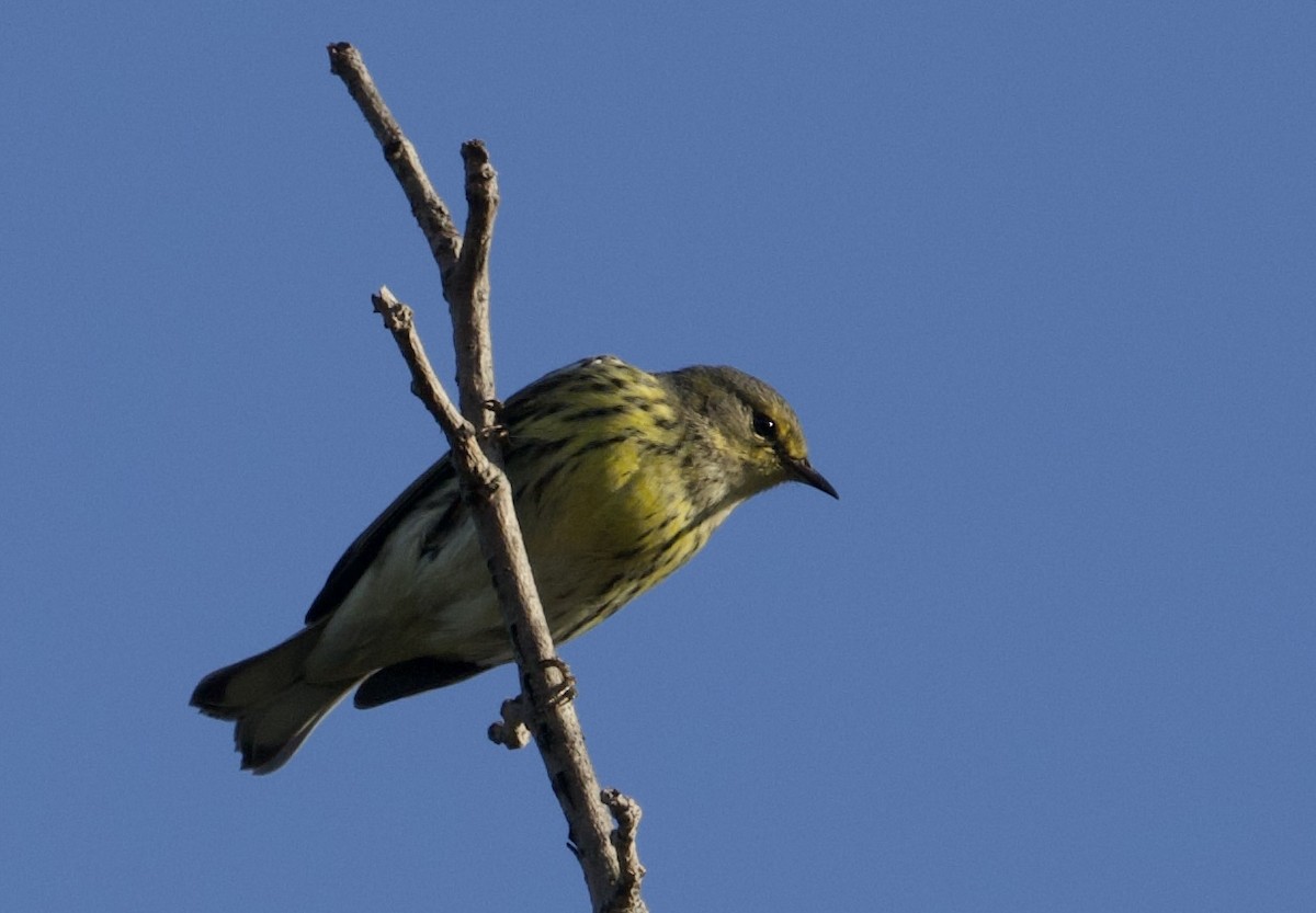 Cape May Warbler - ML624704177