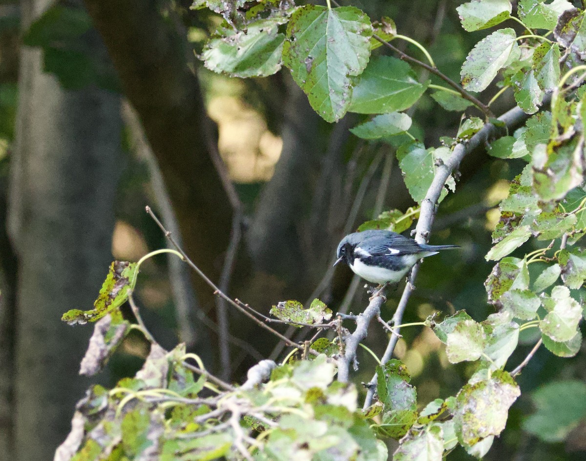 Black-throated Blue Warbler - Toby Ditz