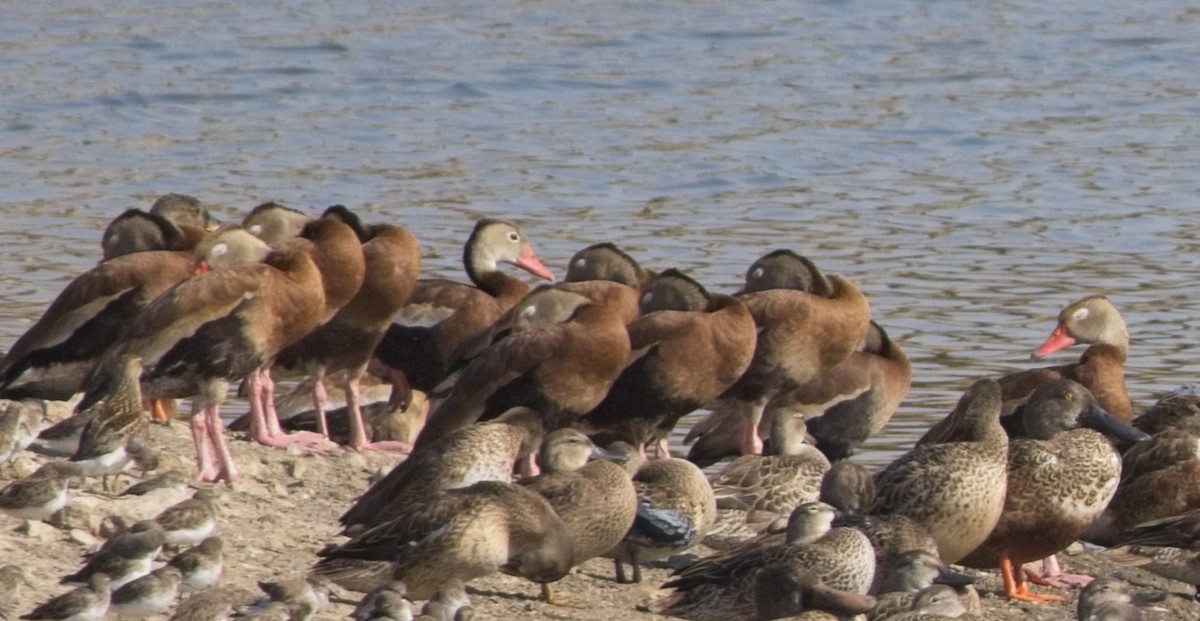 Black-bellied Whistling-Duck - ML624704398