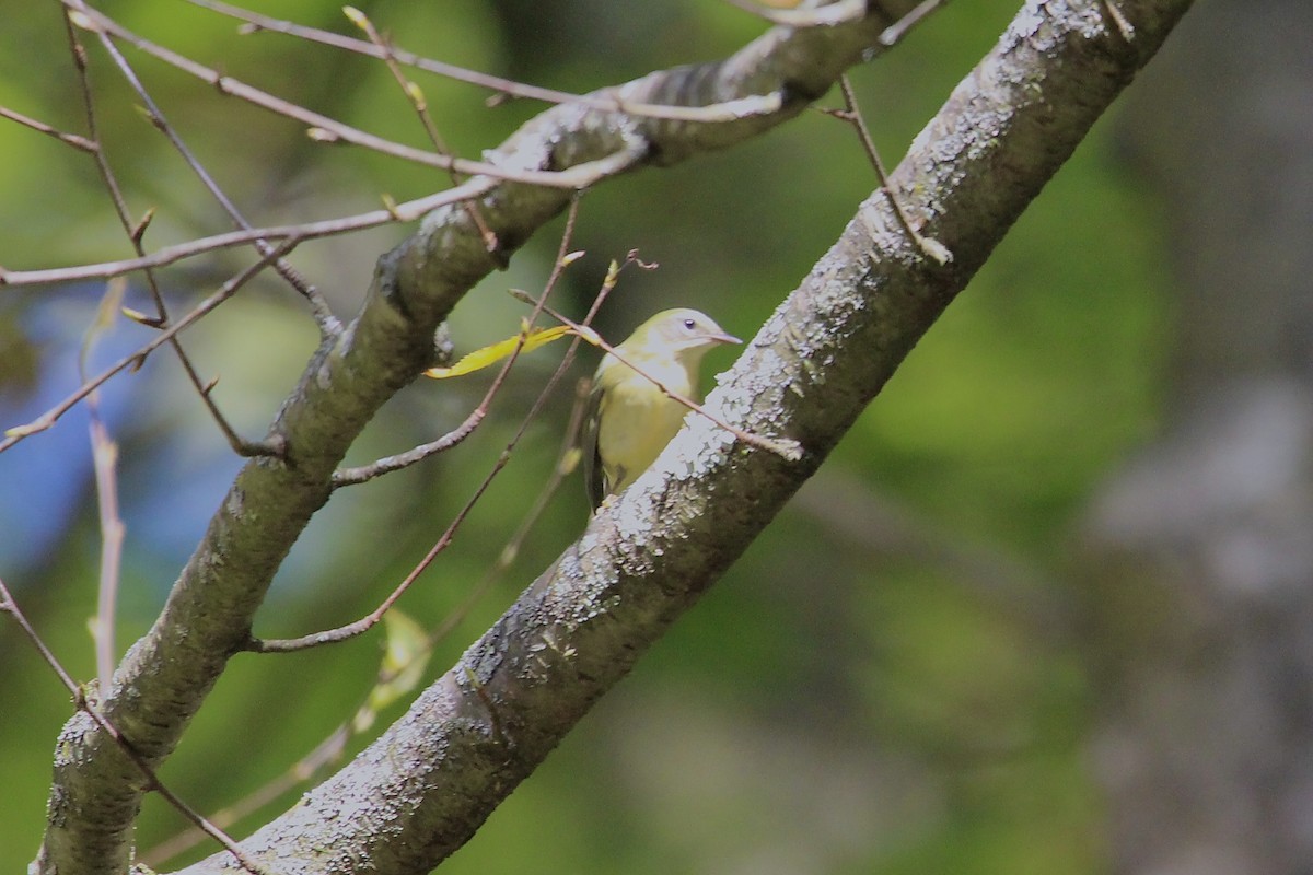 Black-throated Blue Warbler - ML624704898