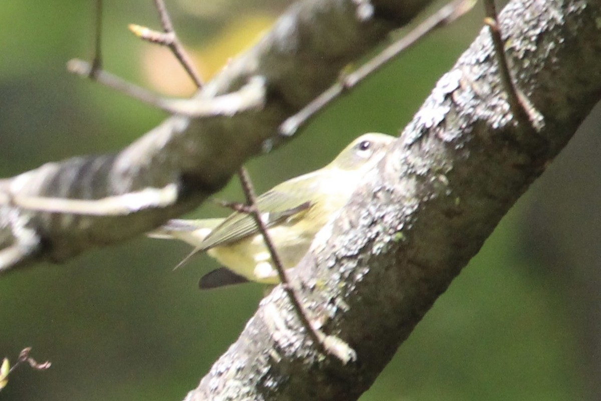 Black-throated Blue Warbler - ML624704899