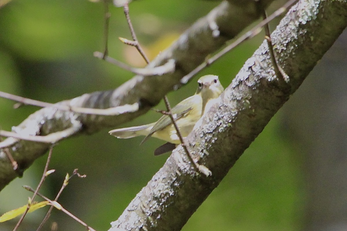 Black-throated Blue Warbler - ML624704900