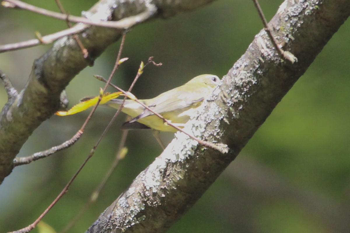 Black-throated Blue Warbler - ML624704901