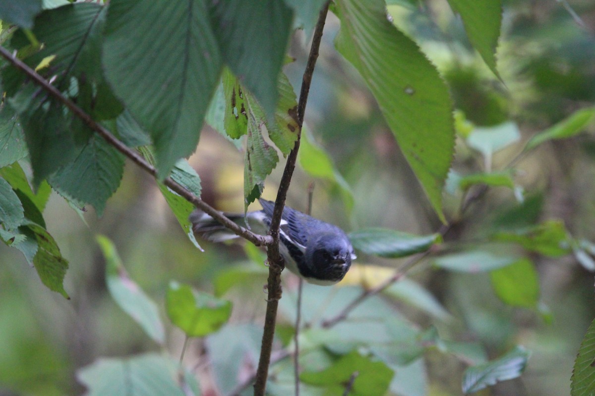Black-throated Blue Warbler - ML624704902
