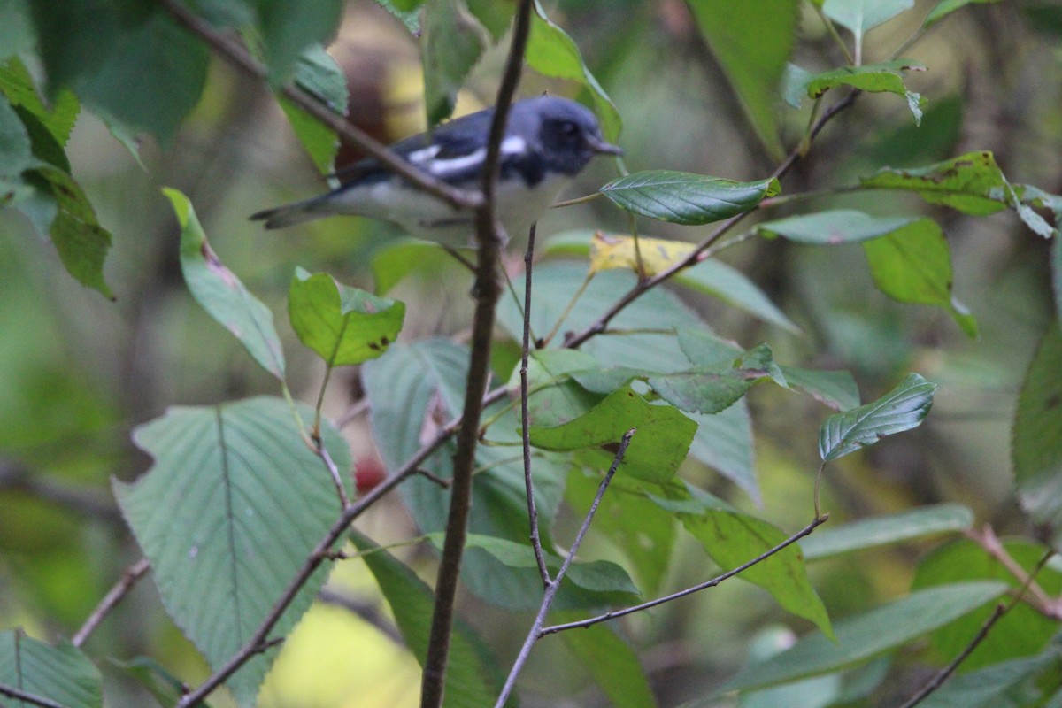 Black-throated Blue Warbler - ML624704903