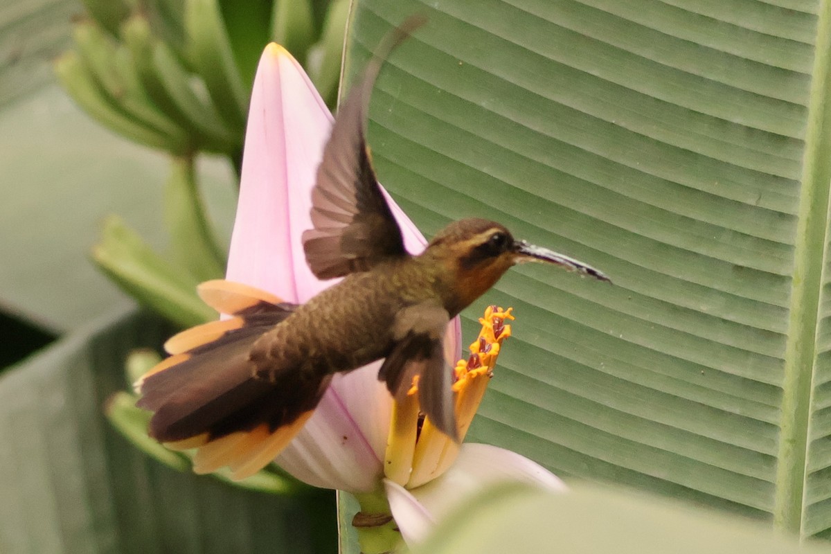Saw-billed Hermit - ML624705014