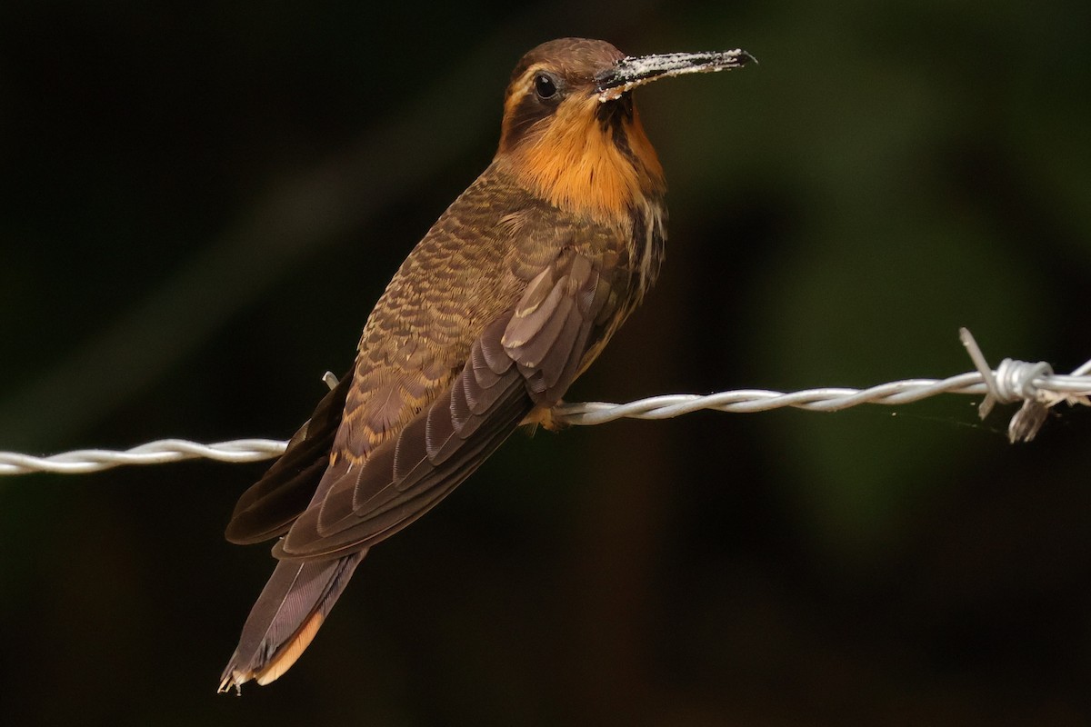 Saw-billed Hermit - ML624705015