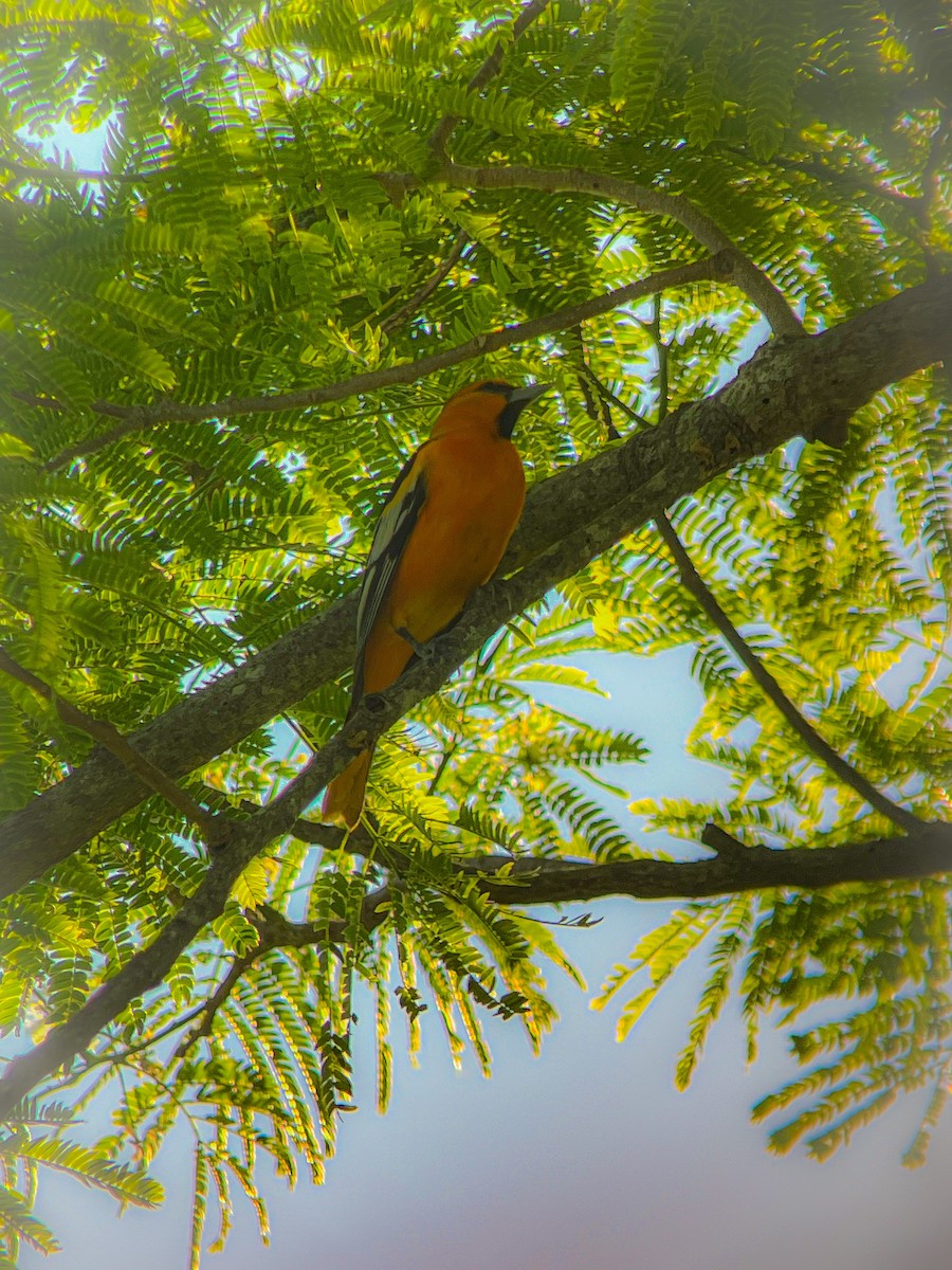 Bullock's x Baltimore Oriole (hybrid) - ML624705019