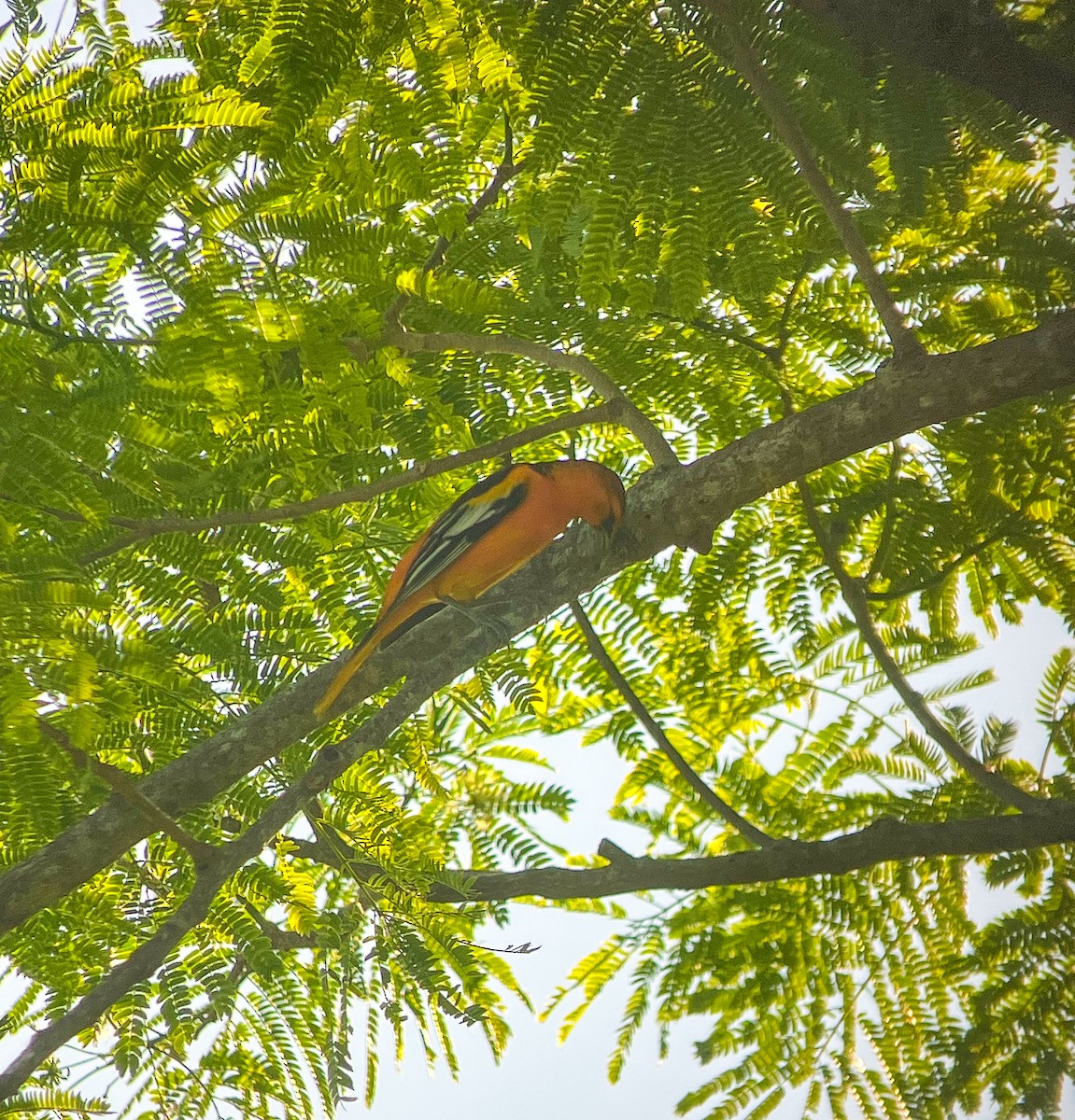 Bullock's x Baltimore Oriole (hybrid) - ML624705020