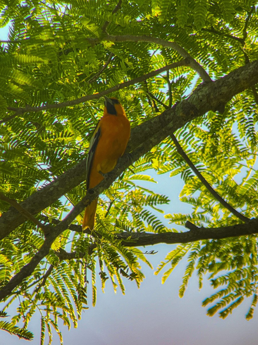 Bullock's x Baltimore Oriole (hybrid) - ML624705021