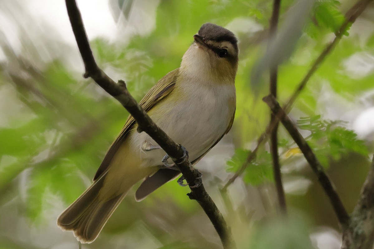 Chivi Vireo - ML624705024