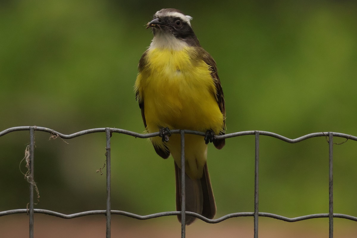 Social Flycatcher - ML624705077