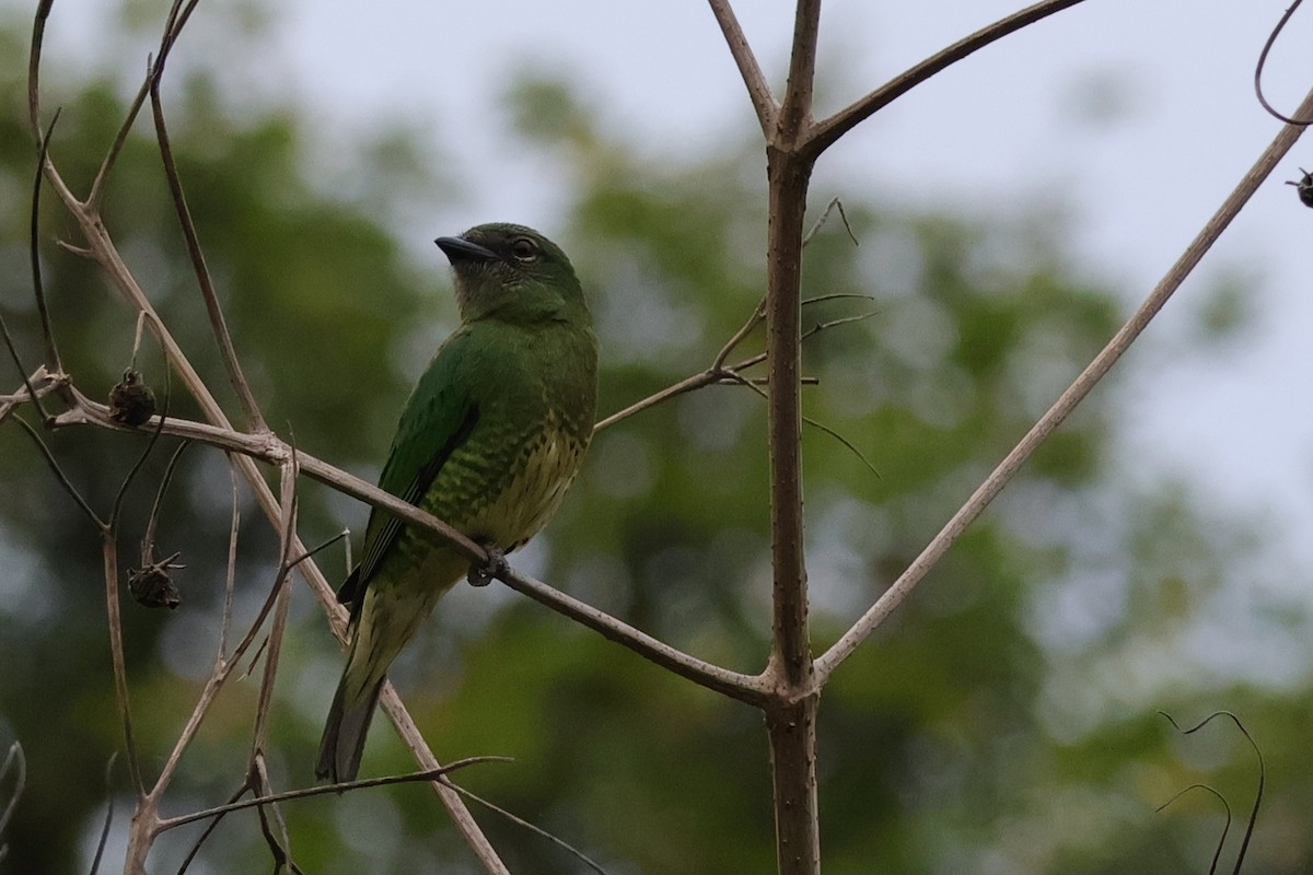 Swallow Tanager - ML624705095