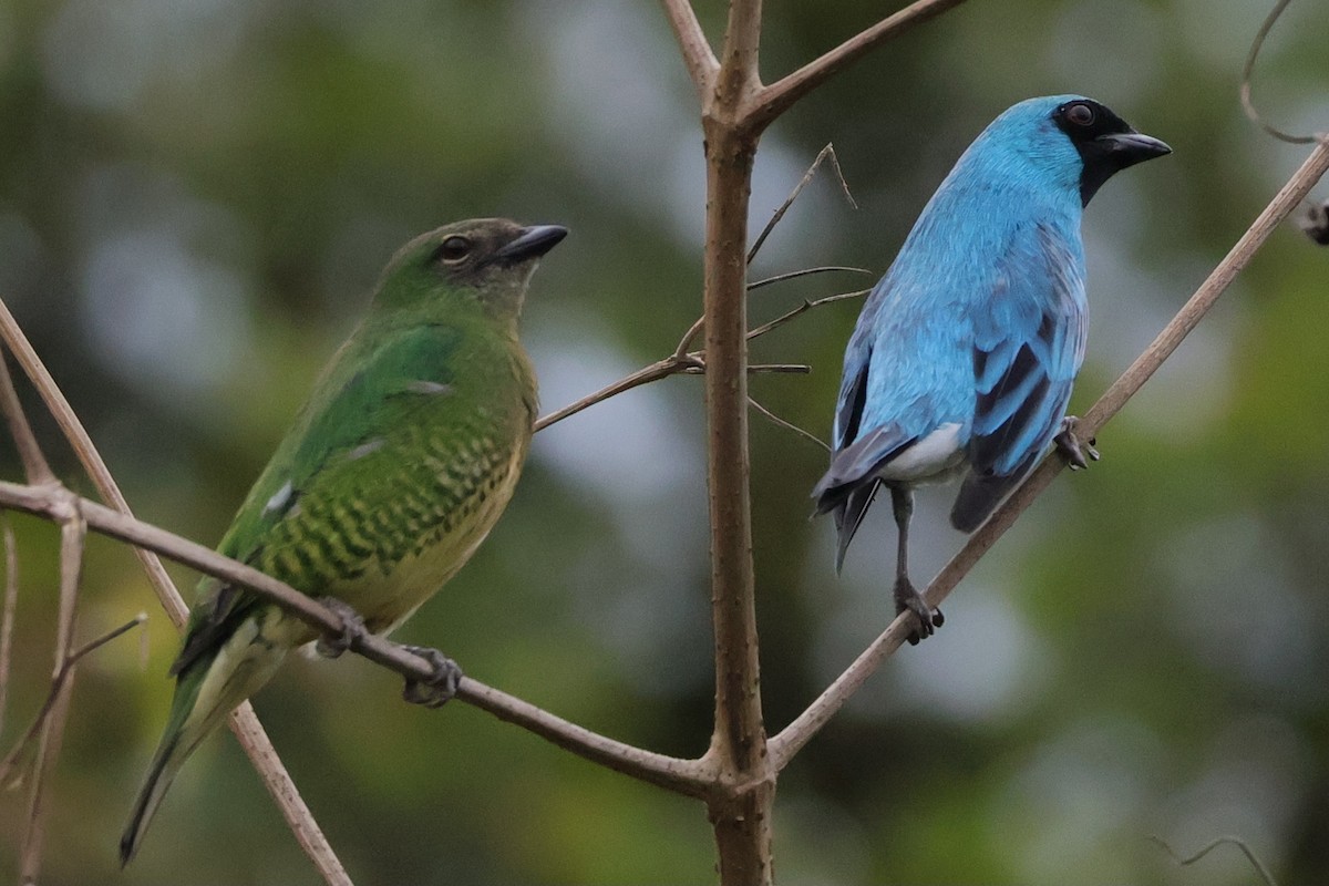 Swallow Tanager - ML624705096
