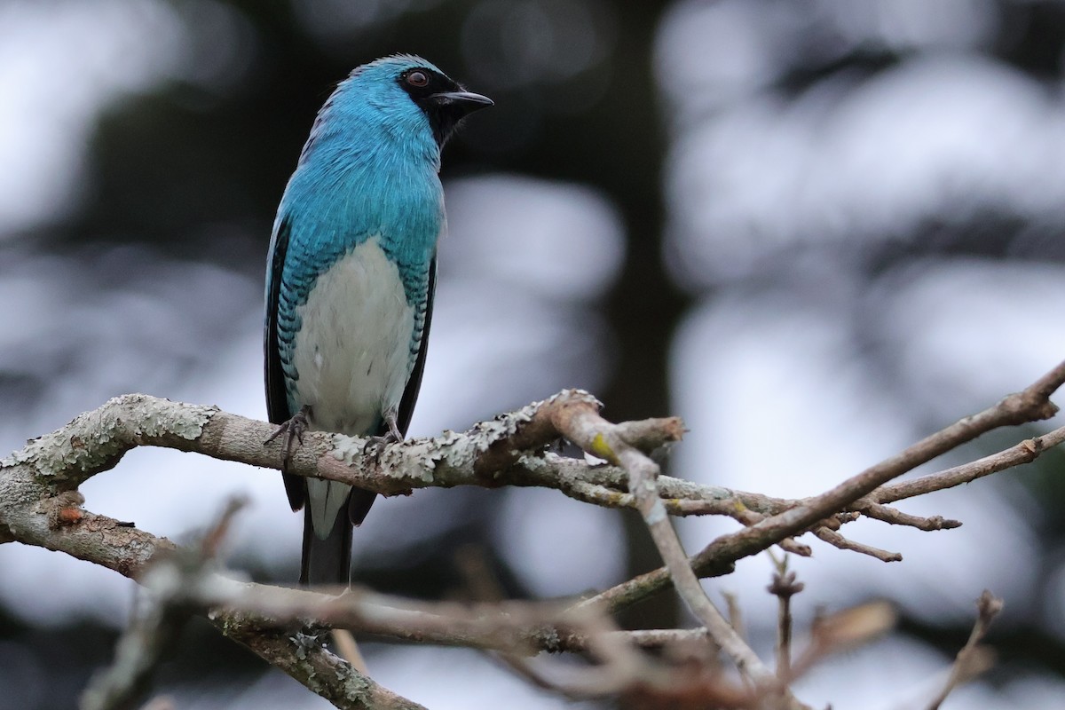 Swallow Tanager - ML624705097