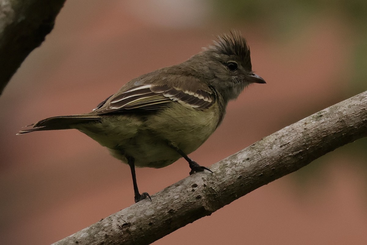 Yellow-bellied Elaenia - ML624705151