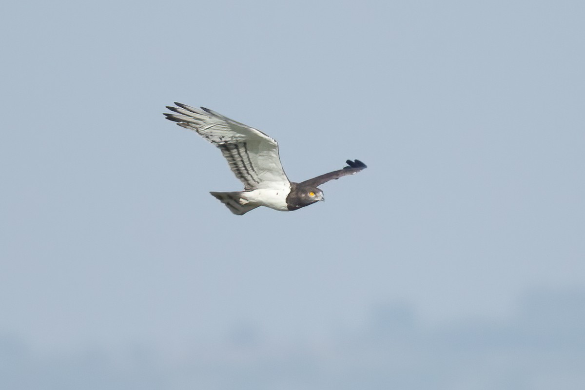 Black-chested Snake-Eagle - ML624705237