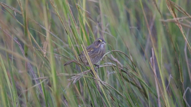 Seaside Sparrow - ML624705308