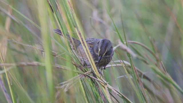 Seaside Sparrow - ML624705309