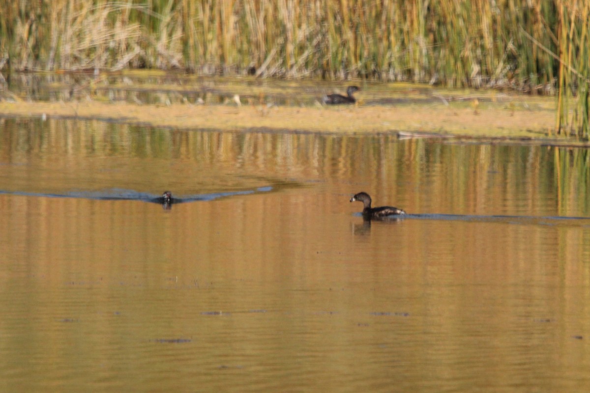 Pied-billed Grebe - ML624705521