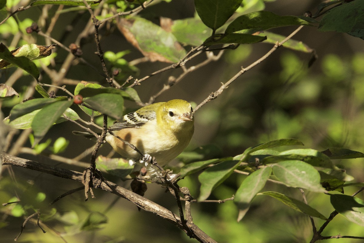 Bay-breasted Warbler - ML624705728