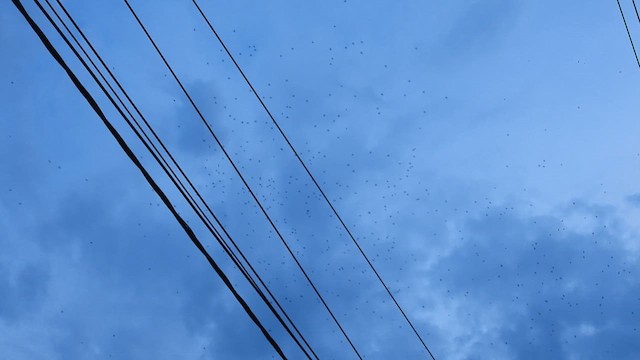 Golondrina Sureña - ML624706068