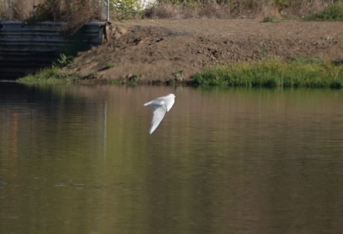 Bonaparte's Gull - ML624706113