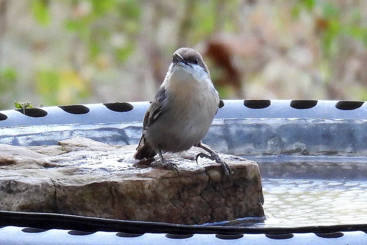 Brown-headed Nuthatch - ML624706126
