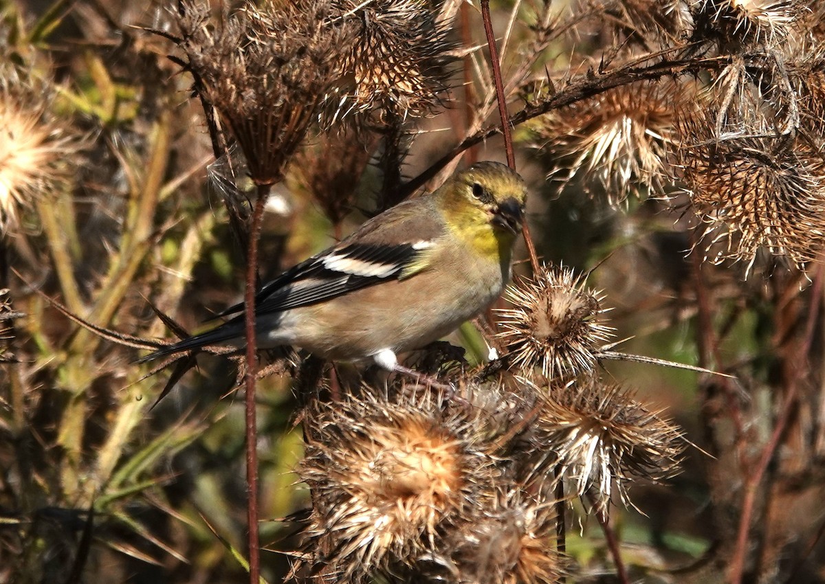 American Goldfinch - ML624706130