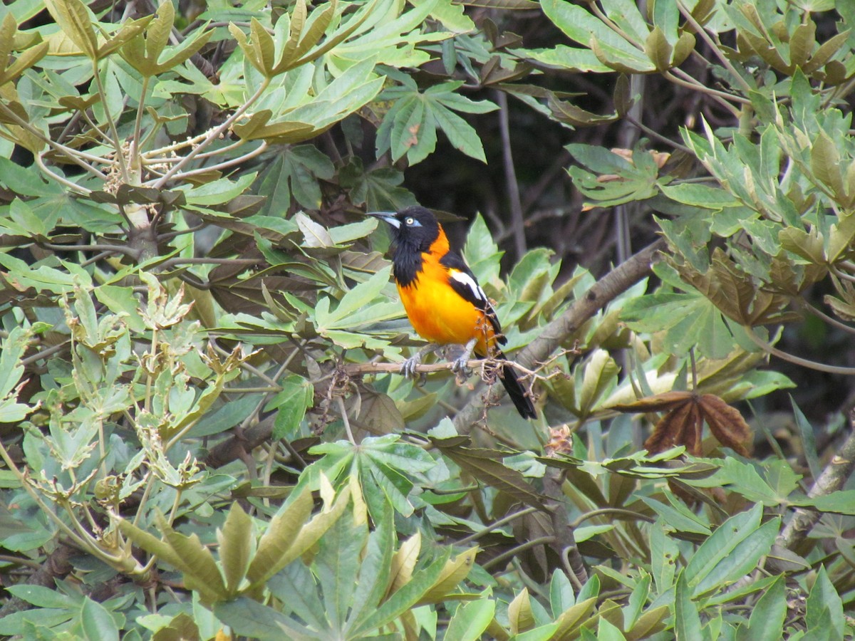 Venezuelan Troupial - Allison Mojica