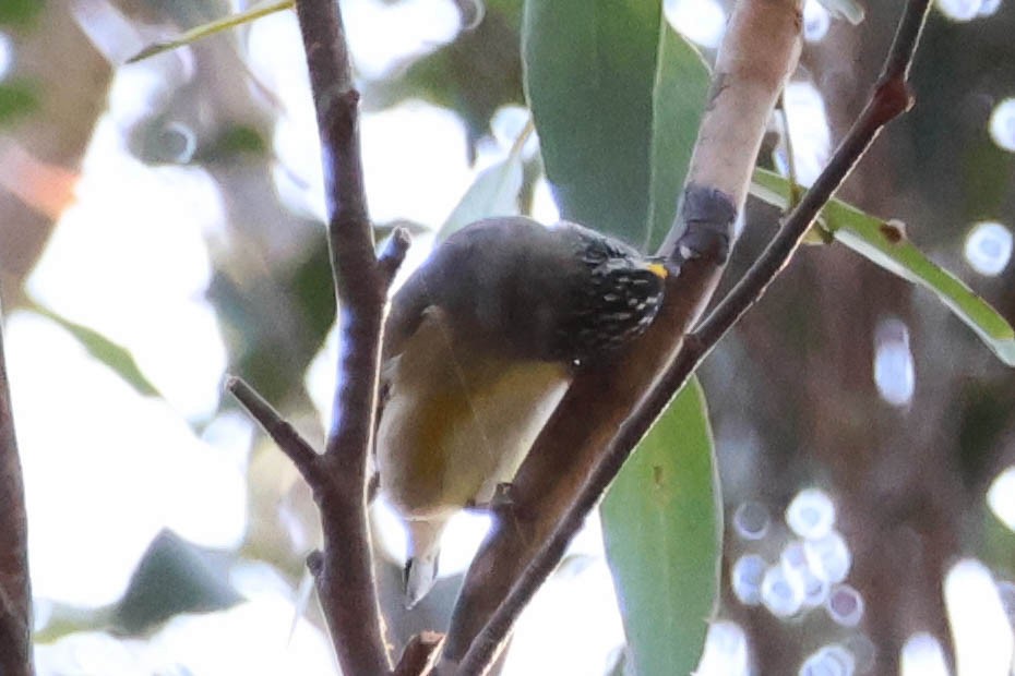 Striated Pardalote - ML624706480