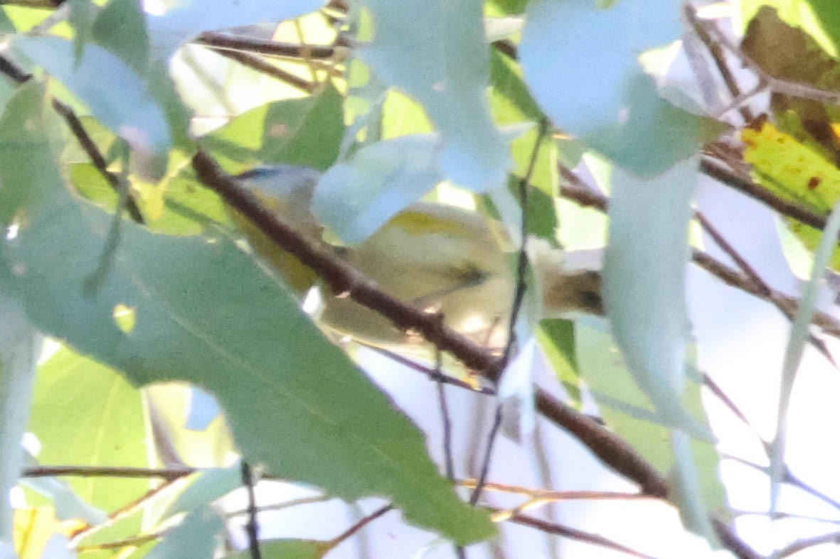 Striated Pardalote - ML624706481